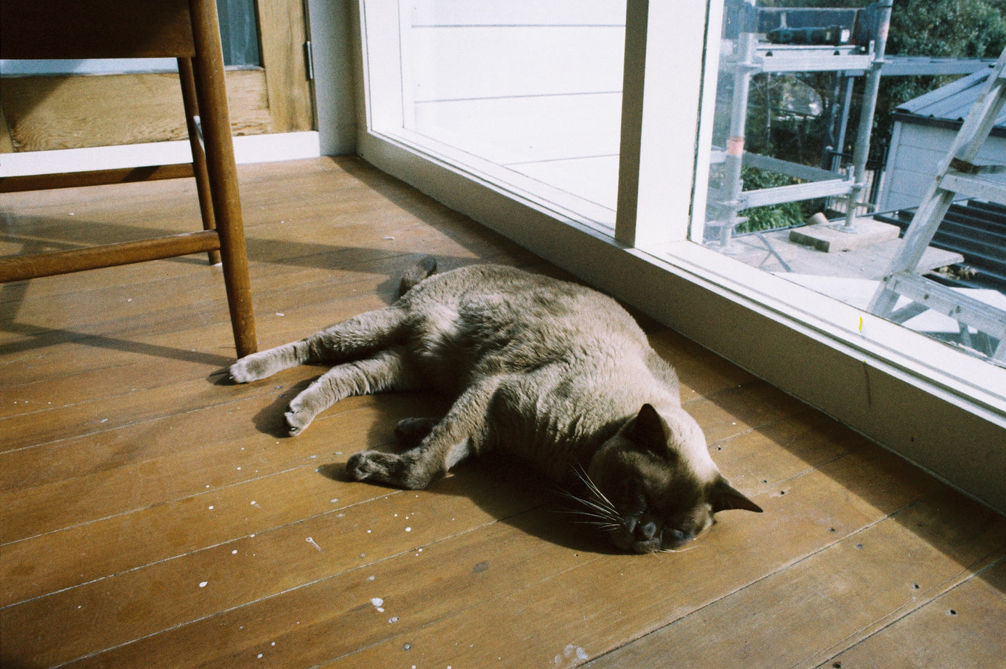 Nikon F2 with 85mm f/1.8