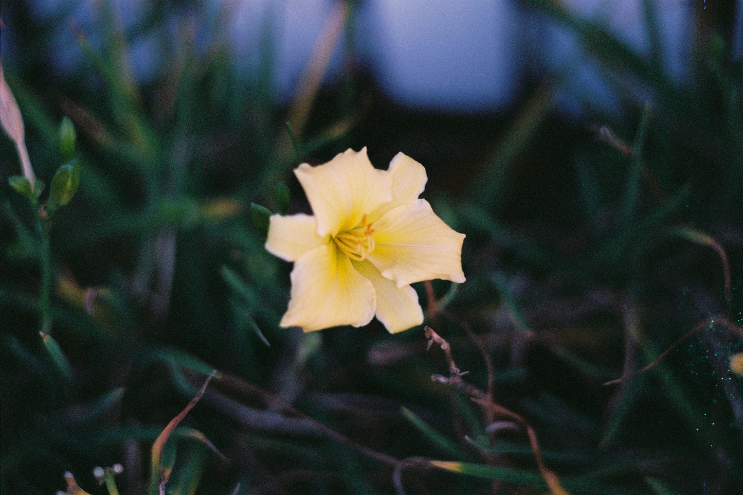 Nikon F2 with 85mm f/1.8