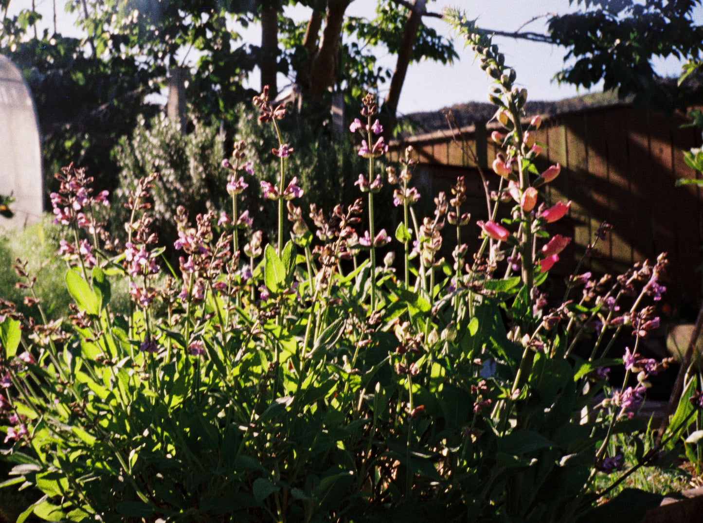 Lomo - Tiger - 110 Film