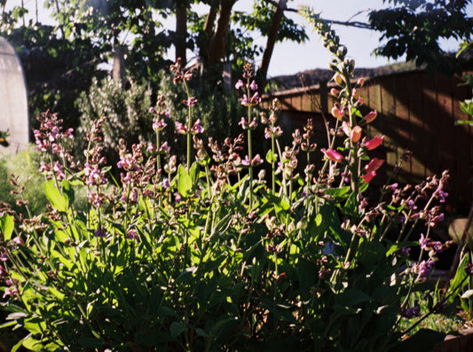 Lomography - Lomochrome Tiger 110 Film