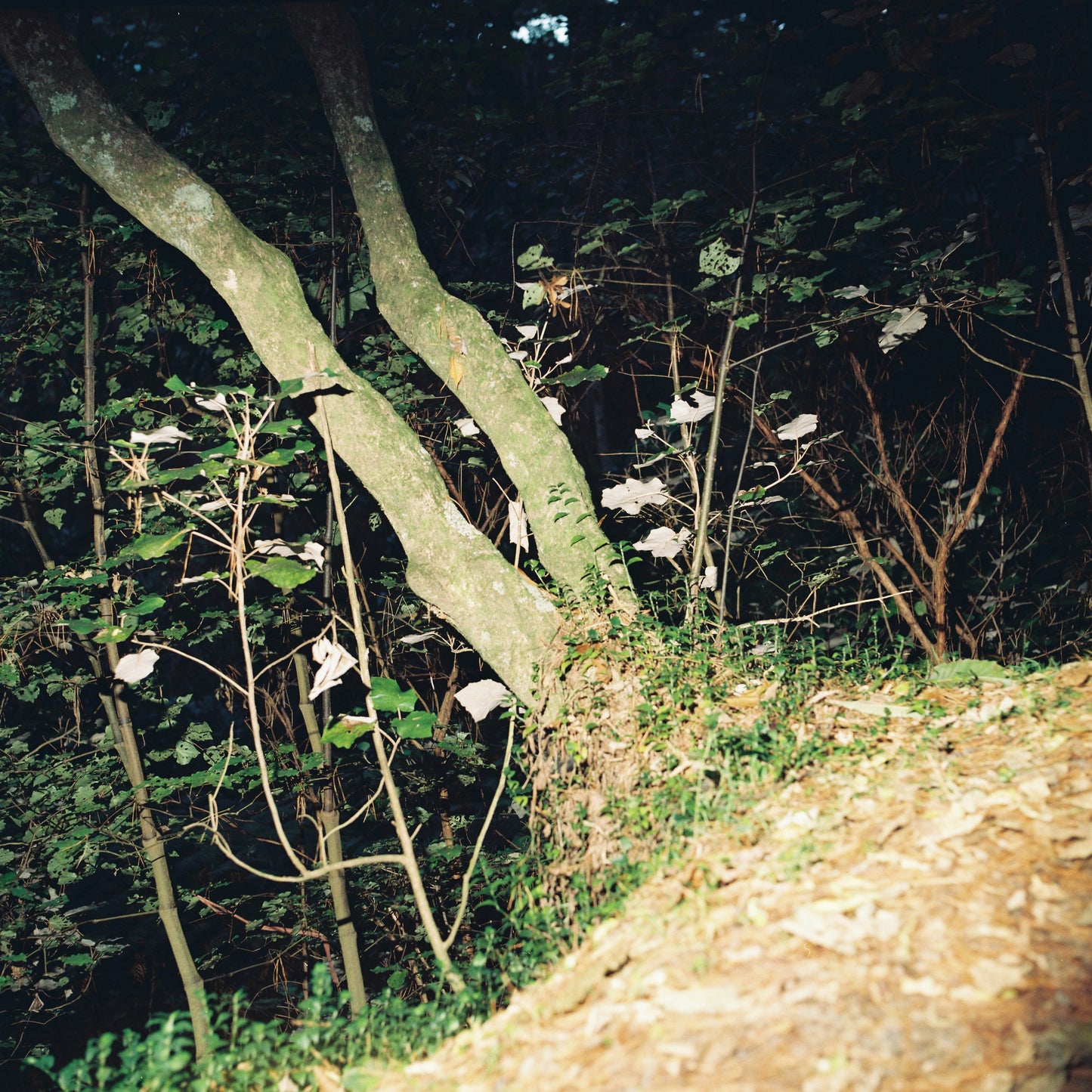 Kiev 88