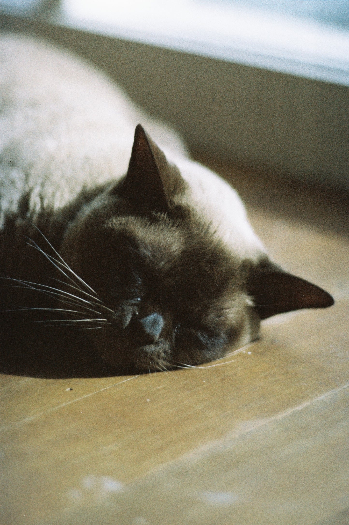 Nikon F2 with 85mm f/1.8