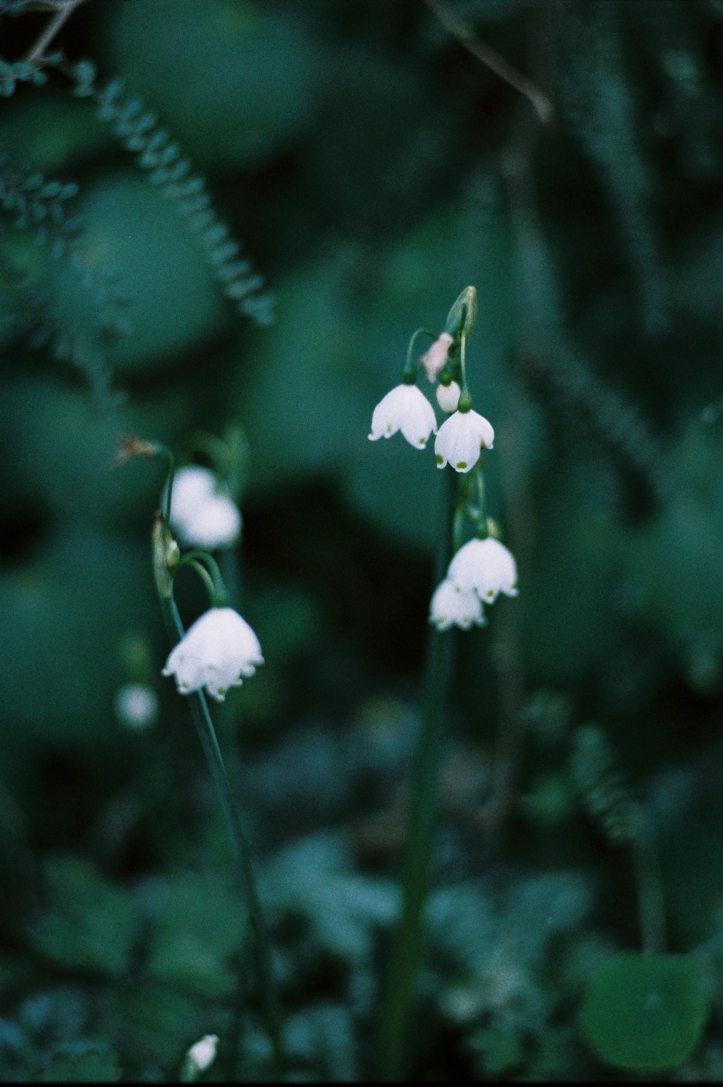 Nikon F2 with 85mm f/1.8