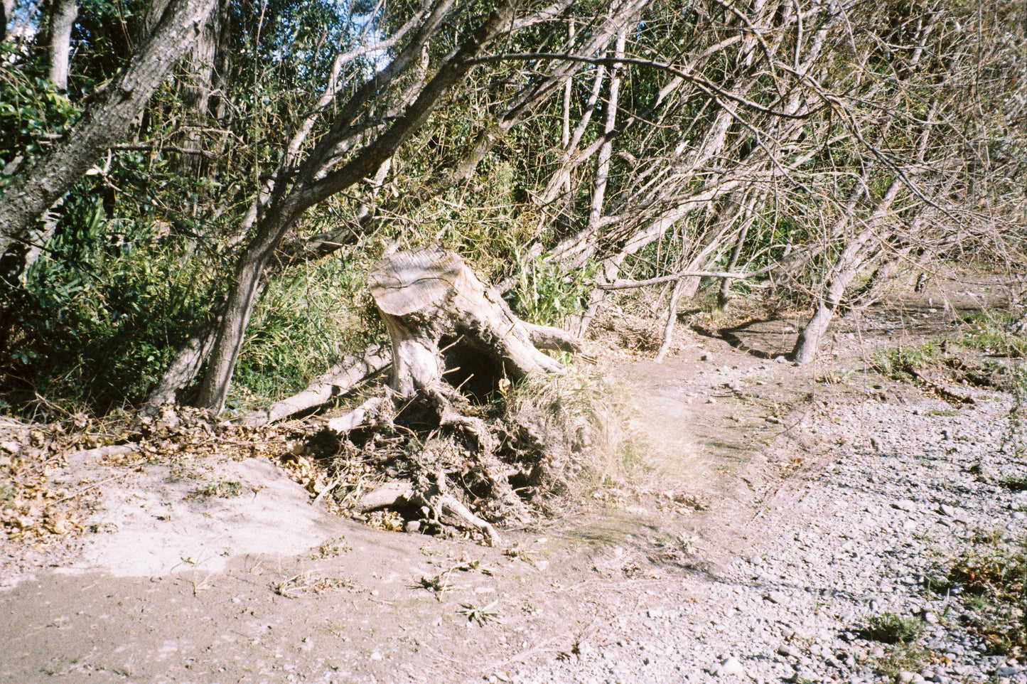 Minolta Zoom AF 65