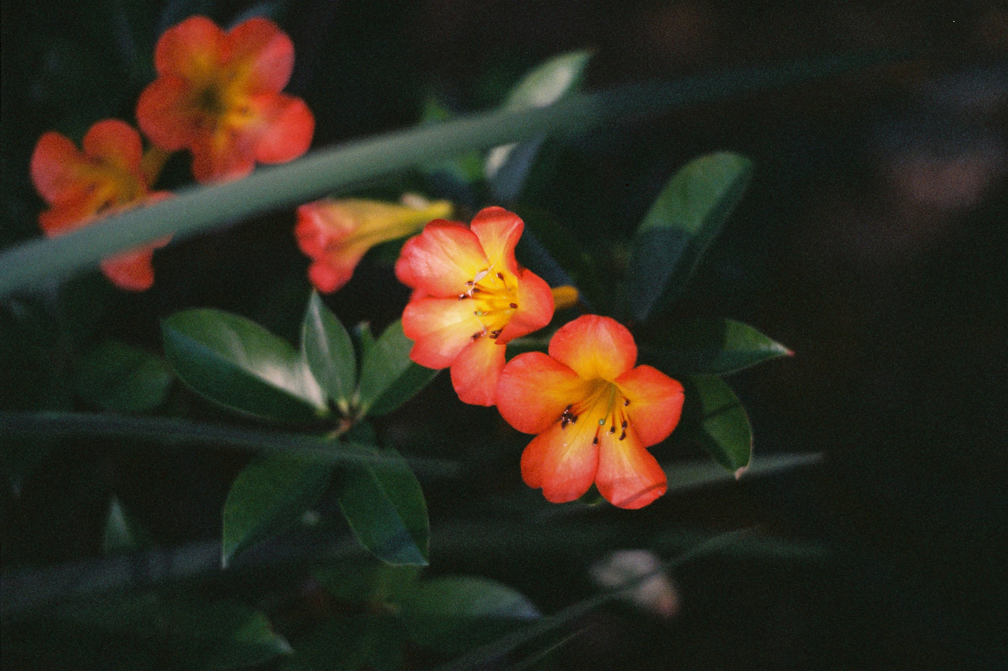 Nikon F2 with 85mm f/1.8