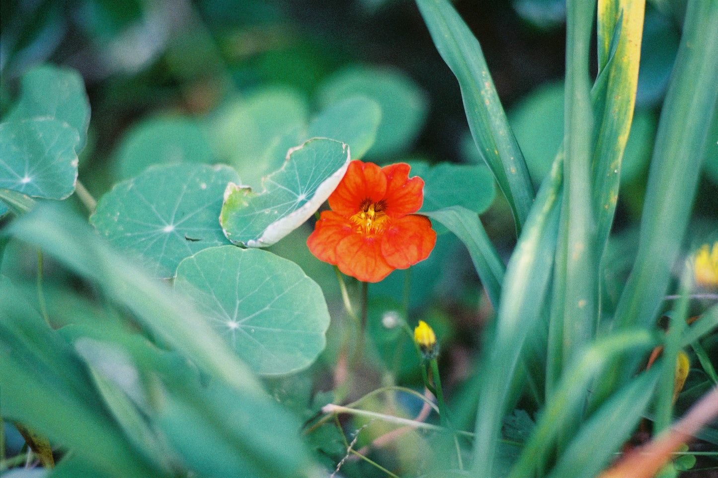 Nikon F2 with 85mm f/1.8