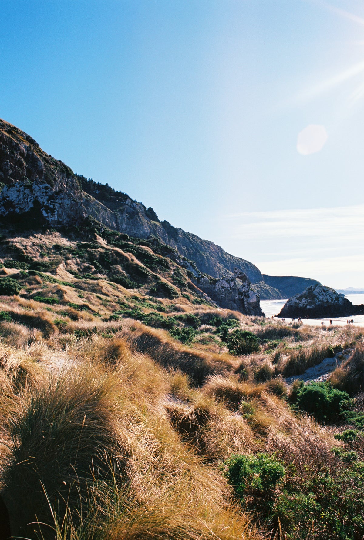 Sample shot on Ektar 100: tussock-covered coastal hillside and headland under blue sky