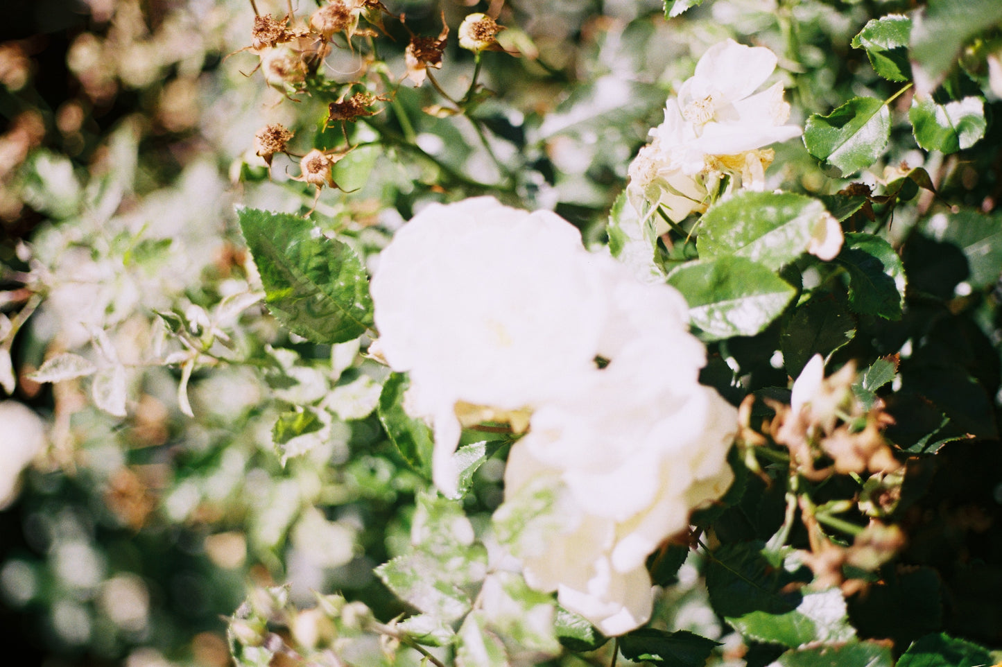Canon AE-1 with Canon 50mm F1.8 Lens