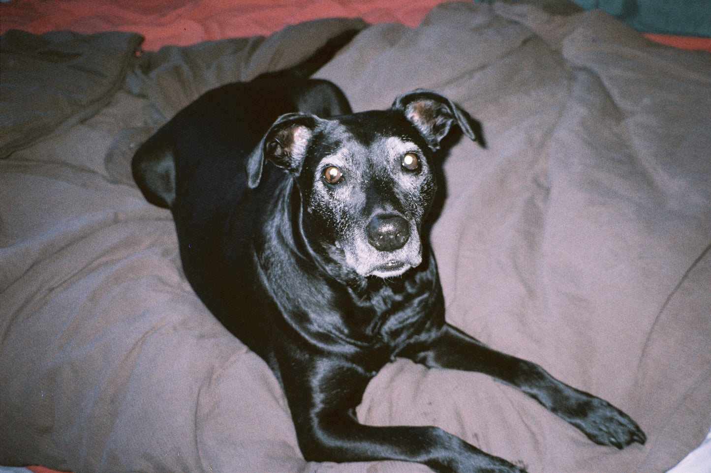 Canon Sureshot 60 Zoom