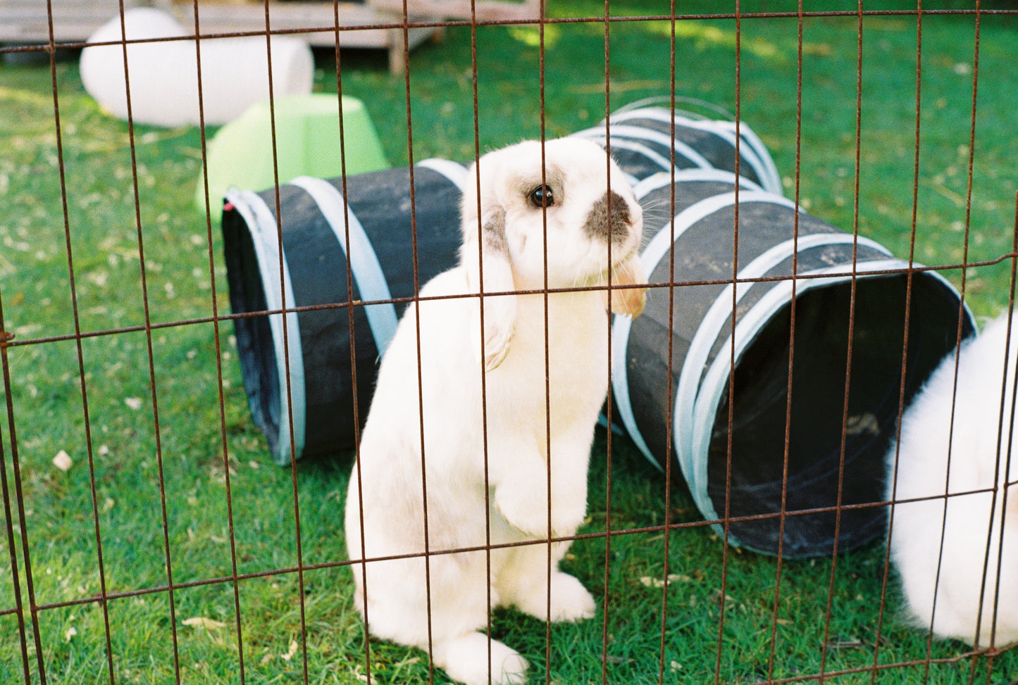 Pentax K1000