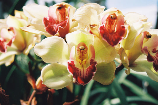 Kodak ULTRAMAX 400 - x3 24exp