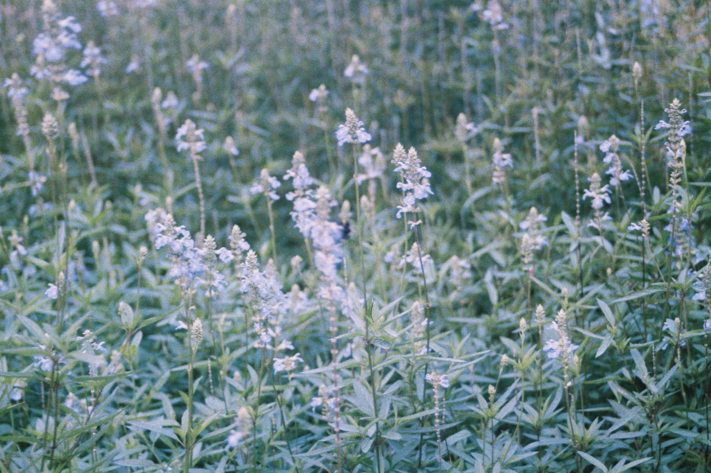 Olympus OM-1 with 35–70mm f/4 Lens