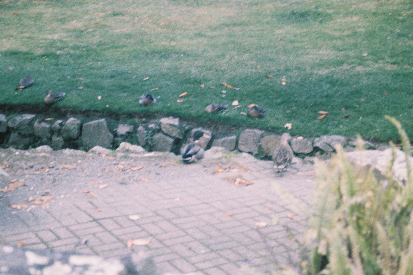 Olympus OM-1 with 35–70mm f/4 Lens