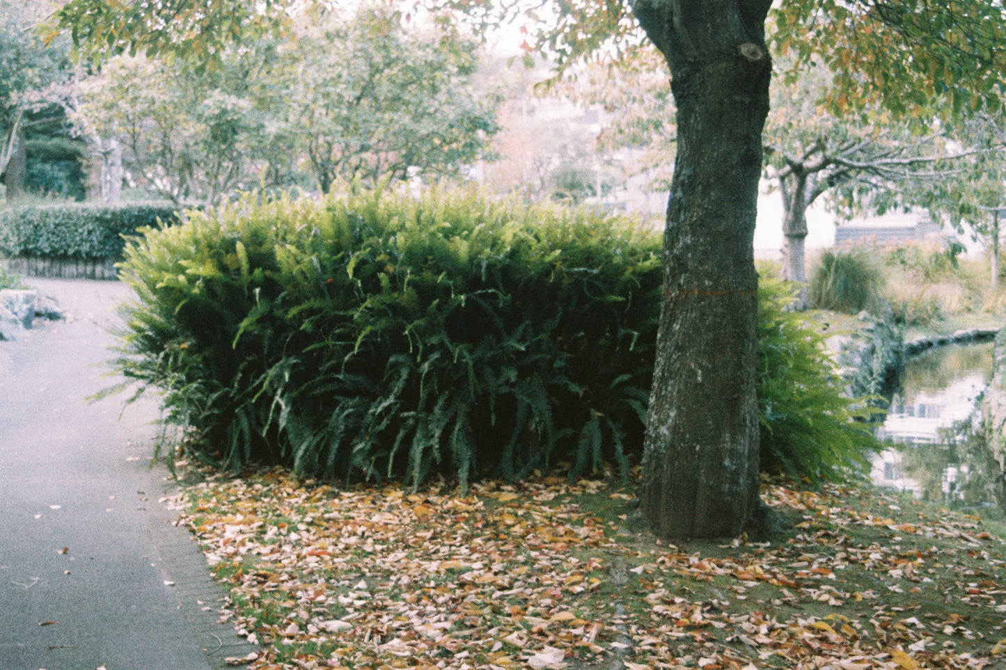 Olympus OM-1 with 35–70mm f/4 Lens