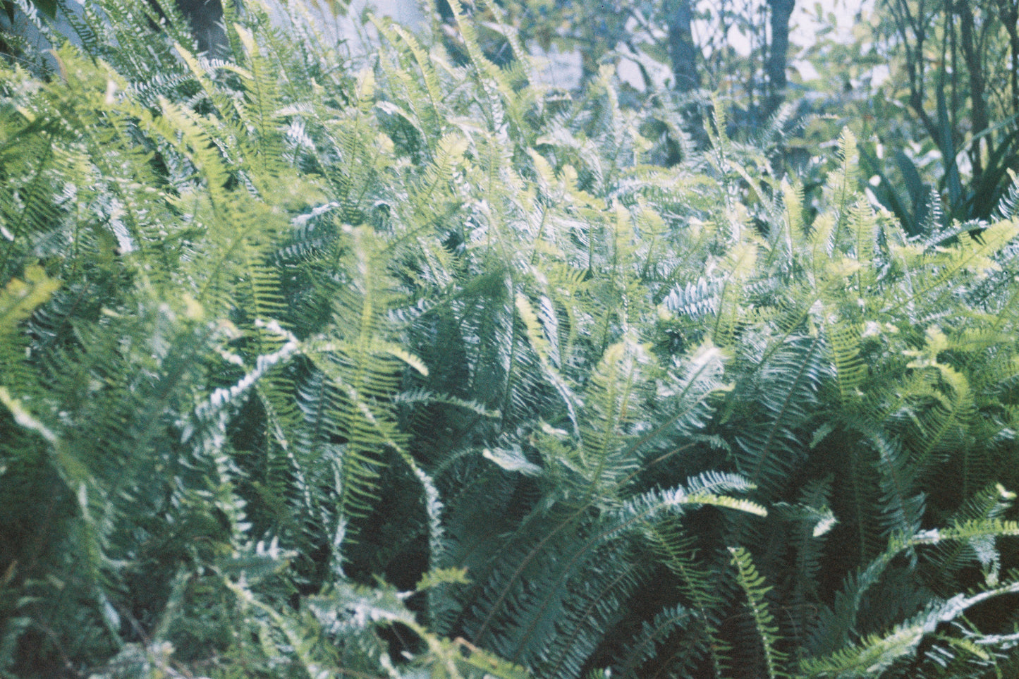 Olympus OM-1 with 35–70mm f/4 Lens
