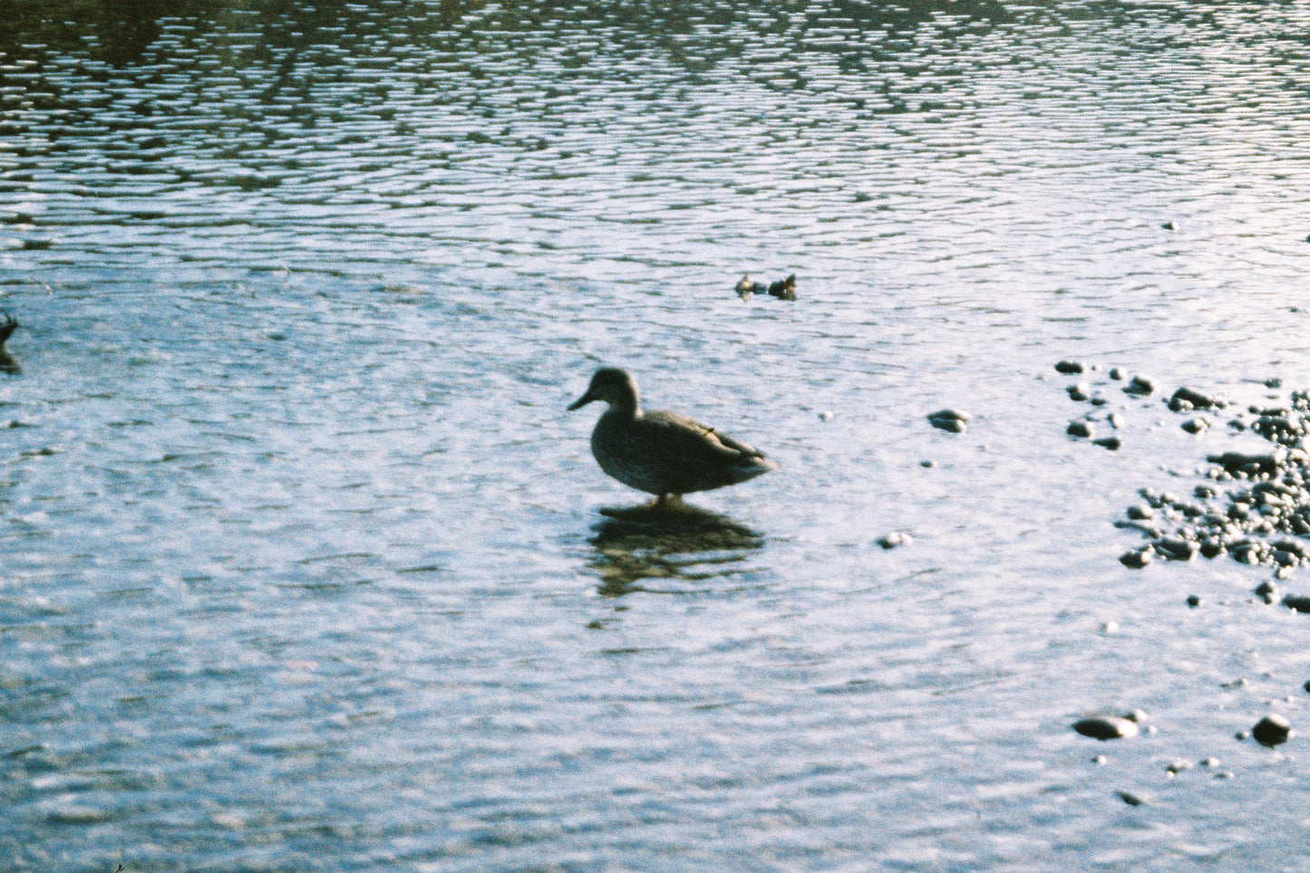 Olympus mju Zoom 140