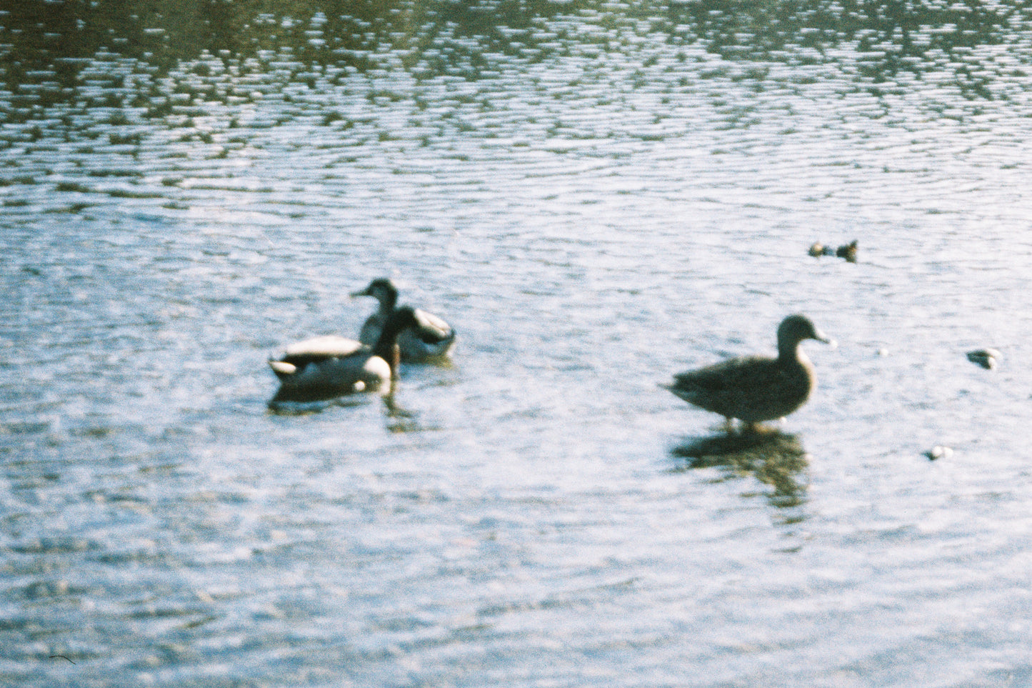 Olympus mju Zoom 140