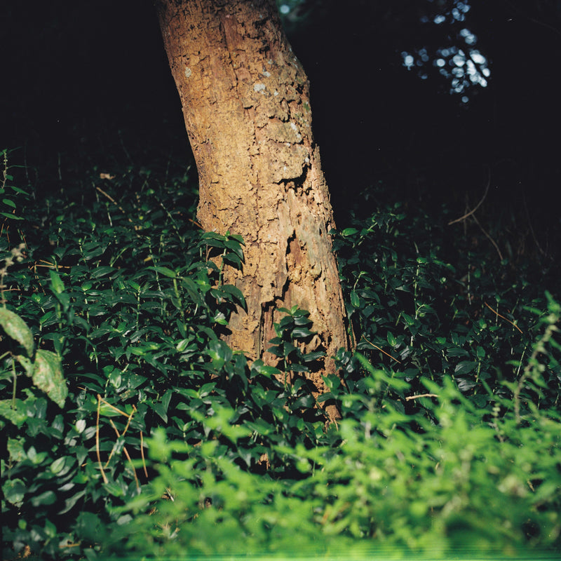 Sample photo shot on Kiev 88, frame 3