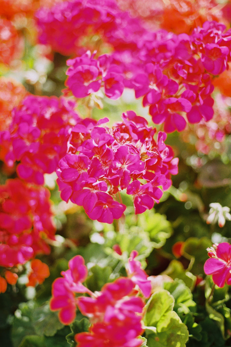 Sample photo shot on Canon AE-1 with Canon 50mm F1.8, frame 1