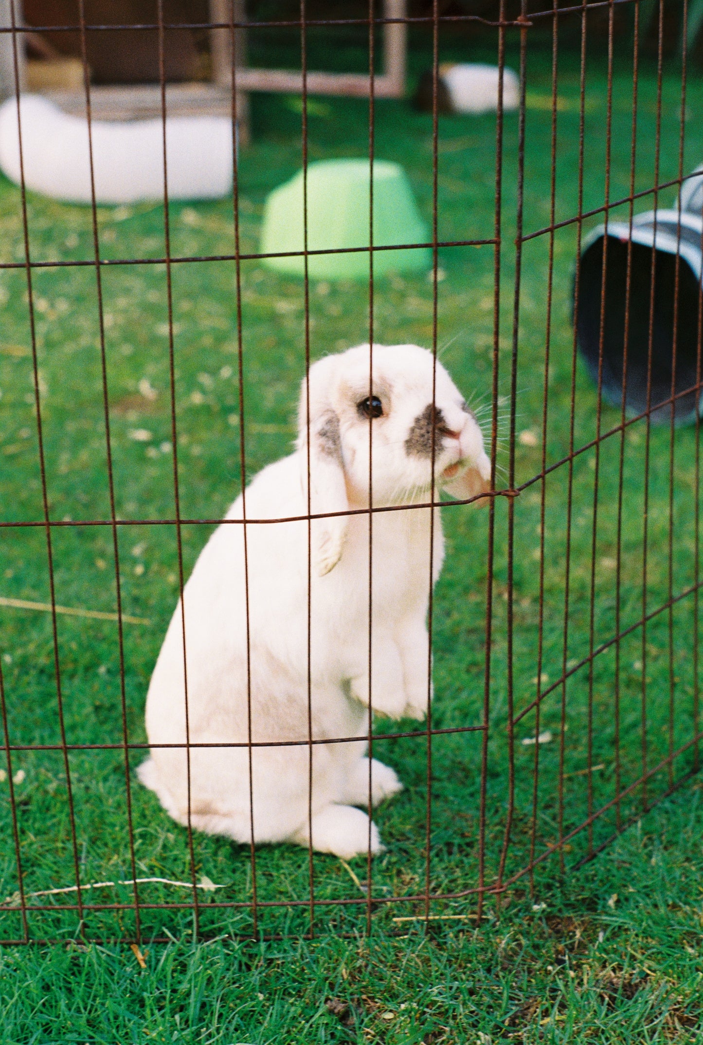 Pentax K1000