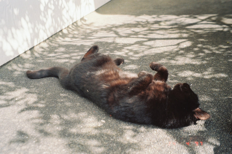 Sample photo shot on Olympus mju Zoom 140, frame 8