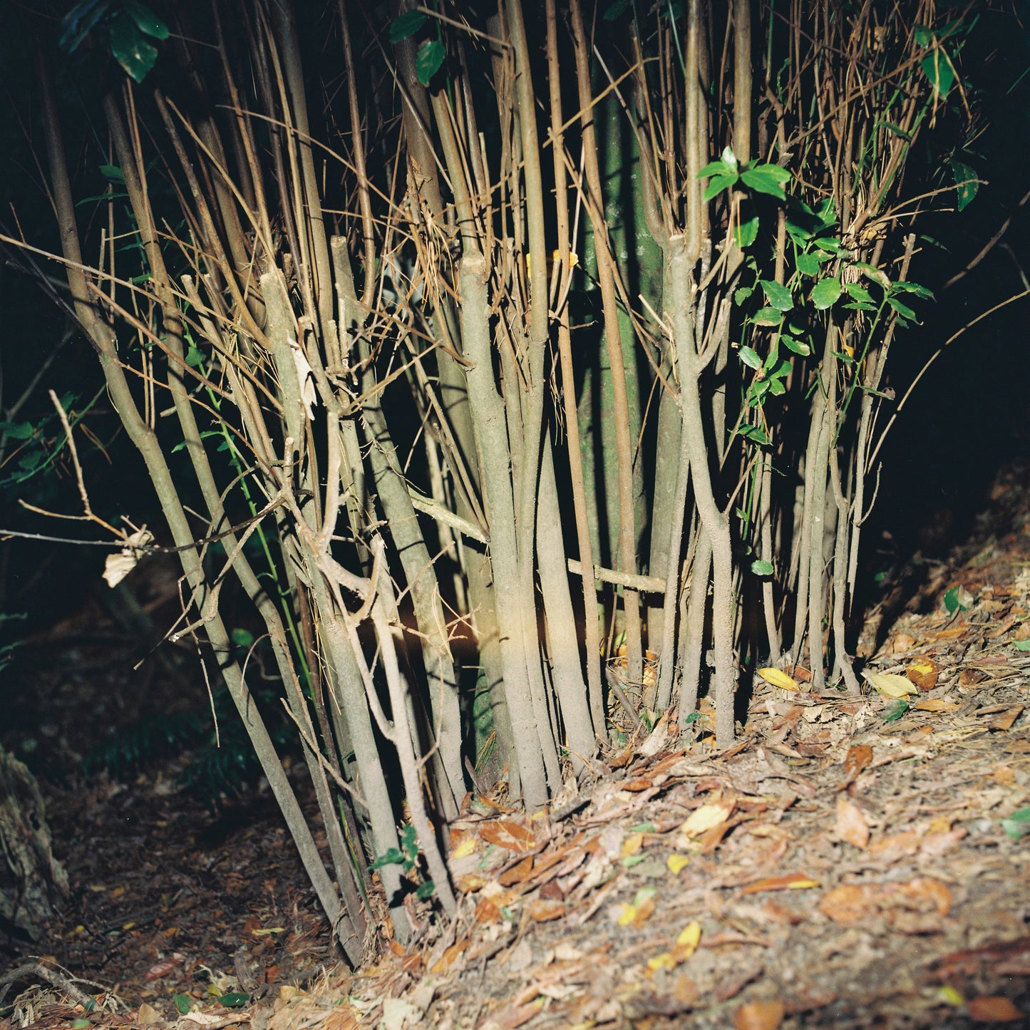 Kiev 88