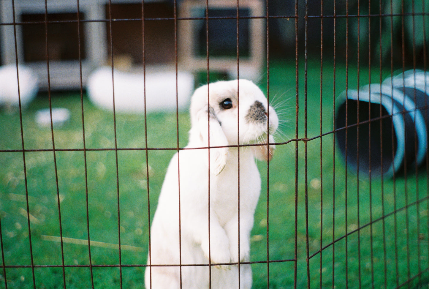 Pentax K1000