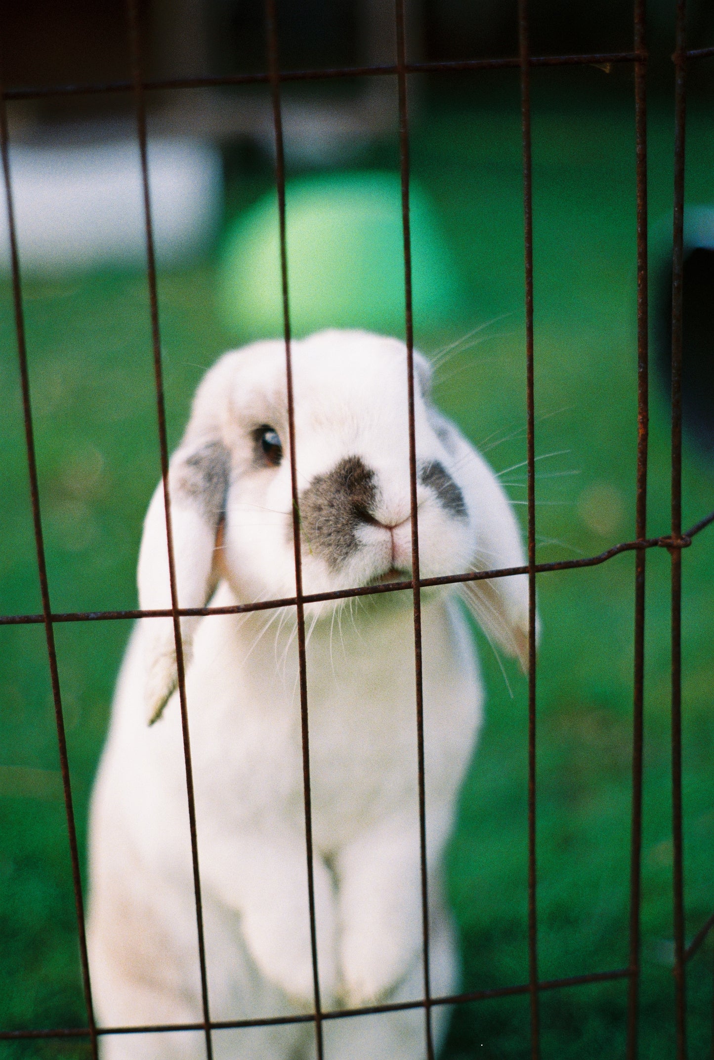 Pentax K1000
