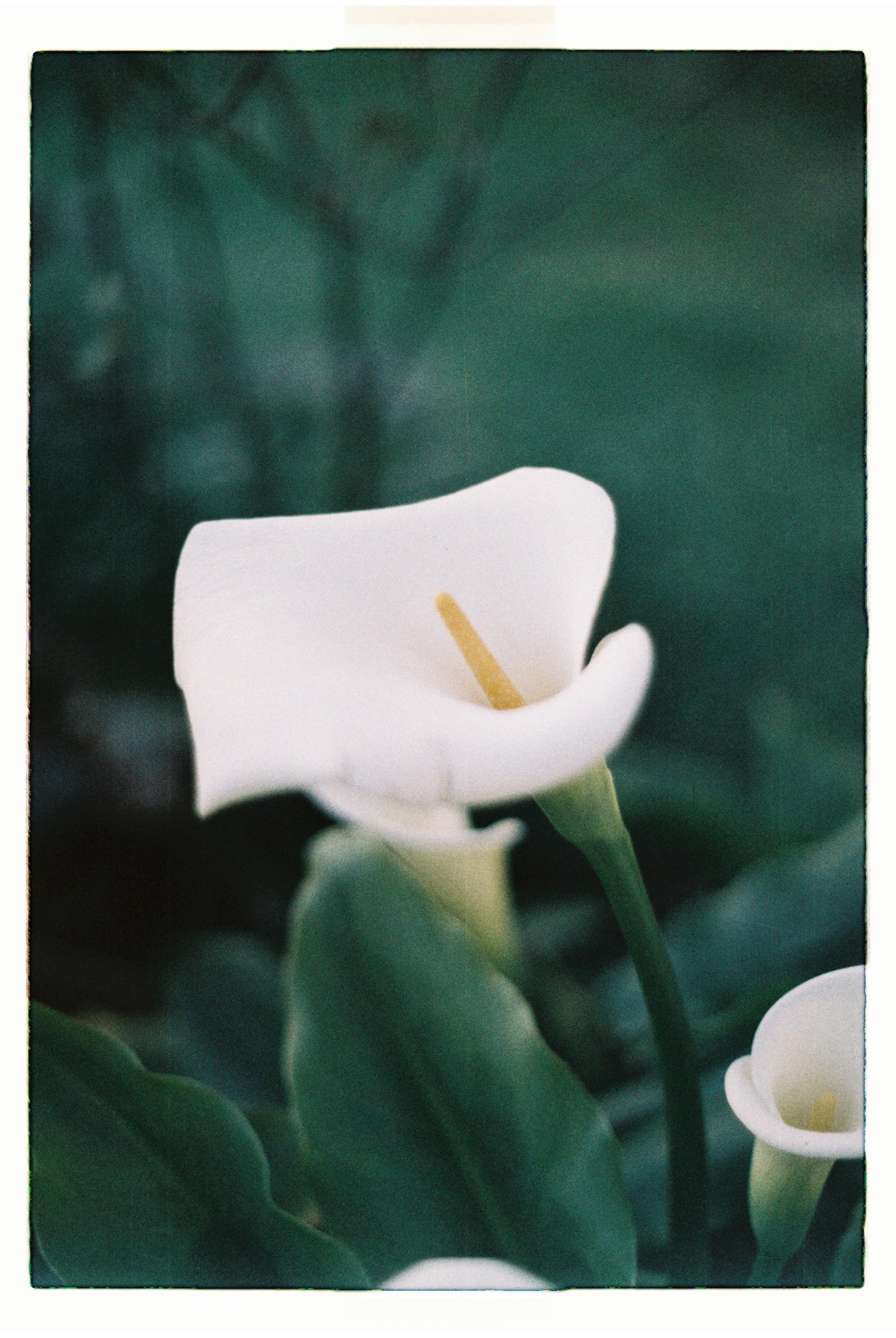 Minolta X-300