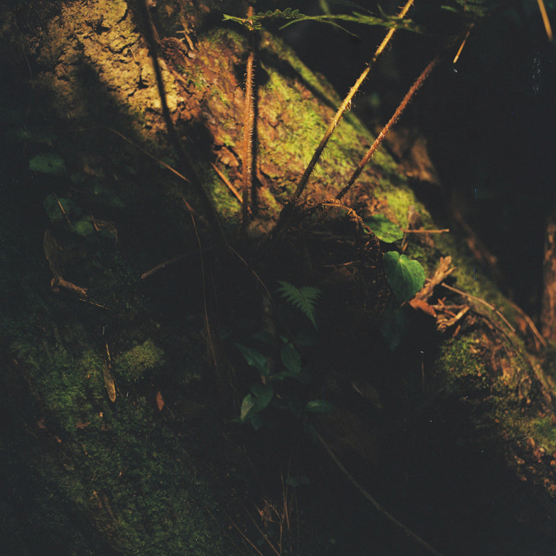 Sample photo shot on Kiev 88, frame 5