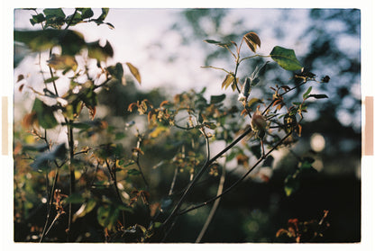 Minolta X-300