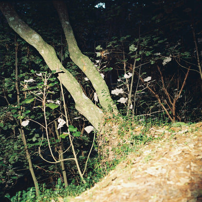 Kiev 88