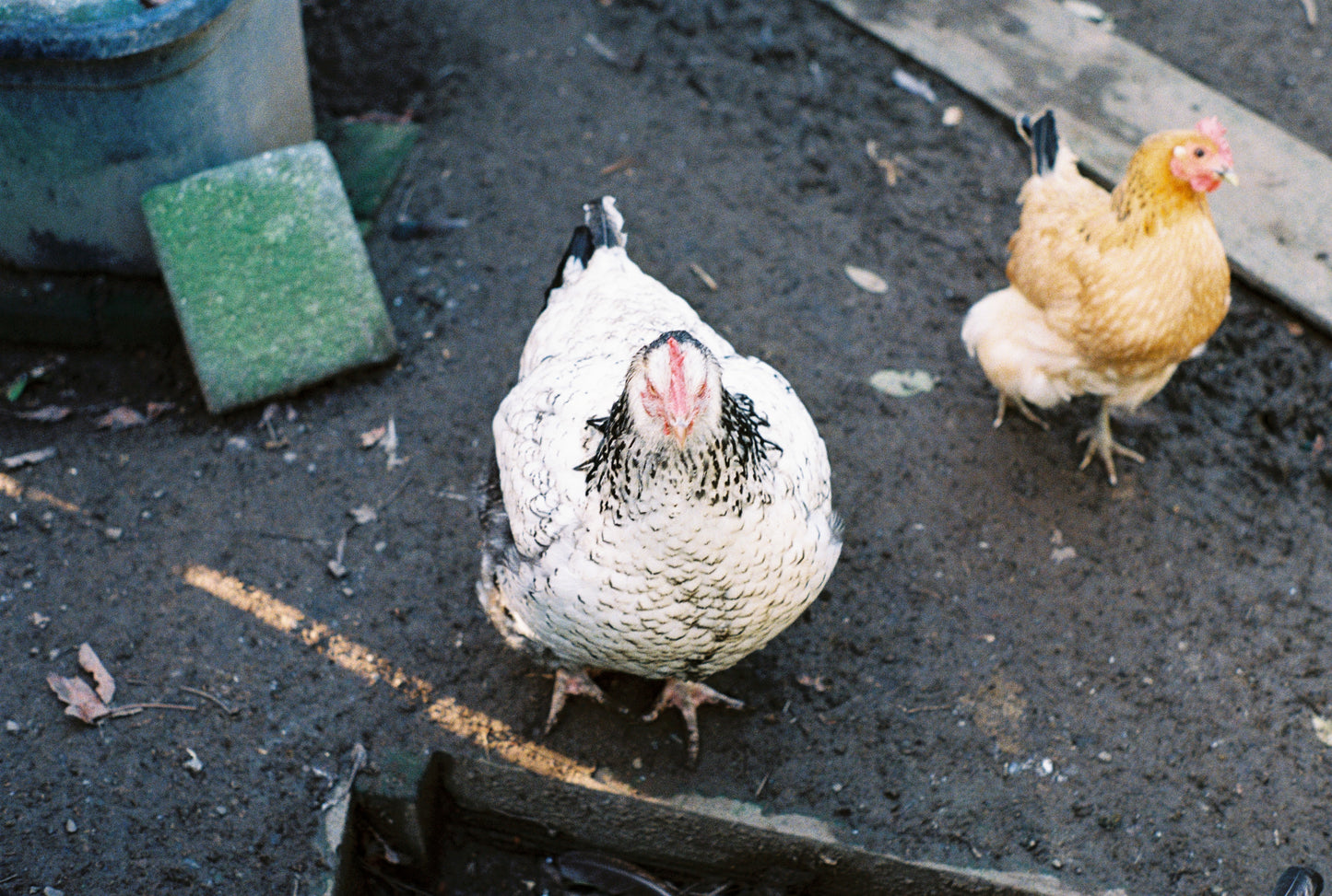 Pentax K1000