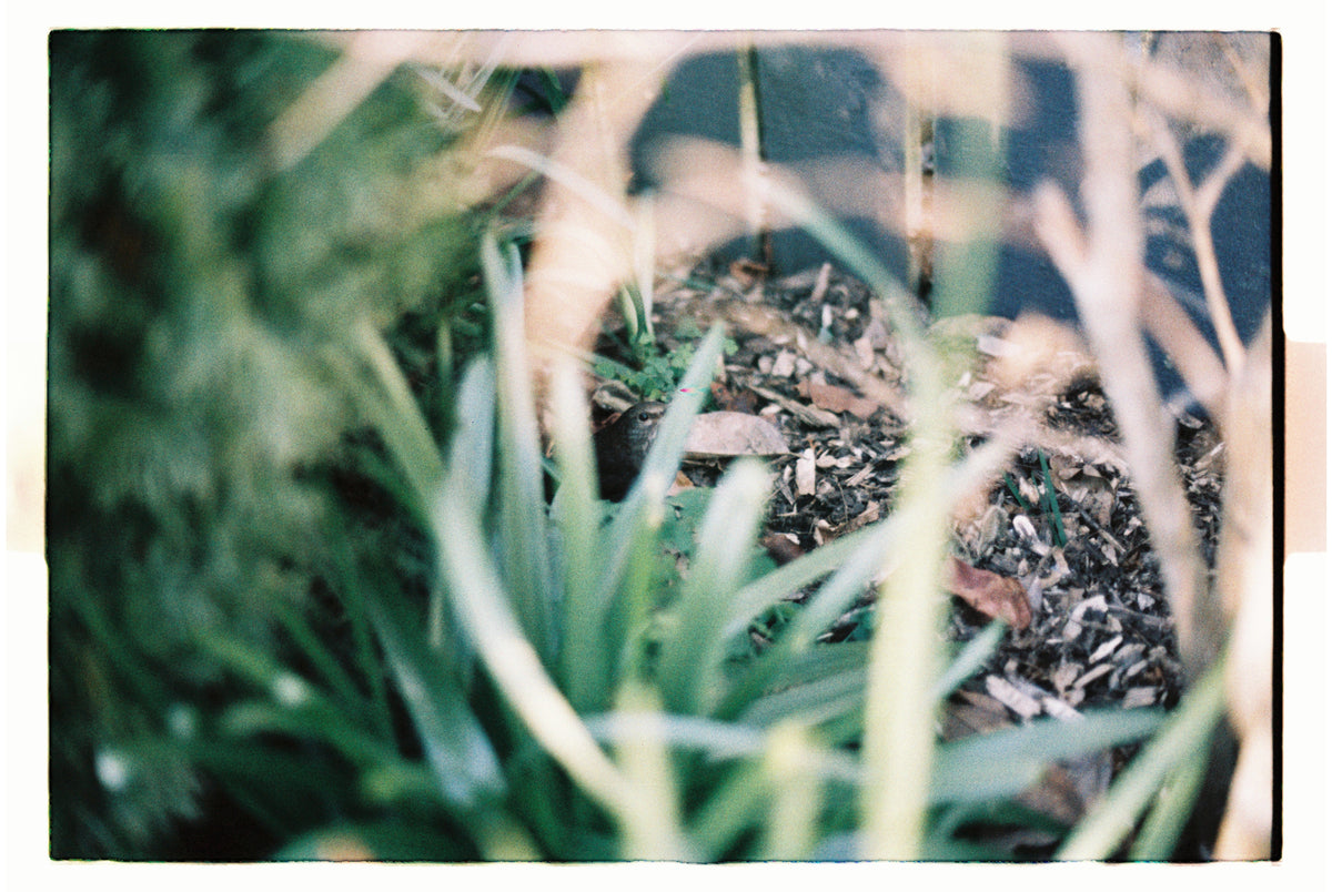 Minolta X-300