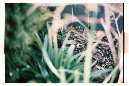 Minolta X-300
