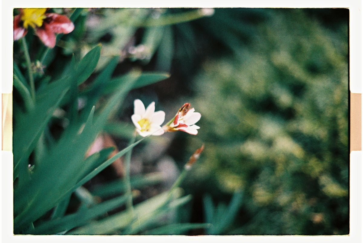 Minolta X-300