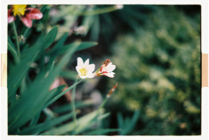 Minolta X-300