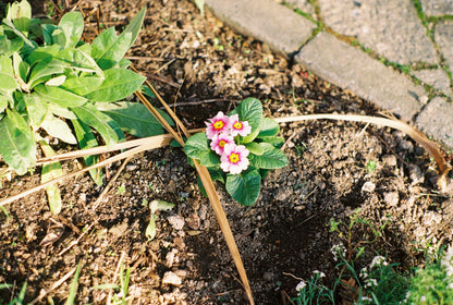 Pentax K1000