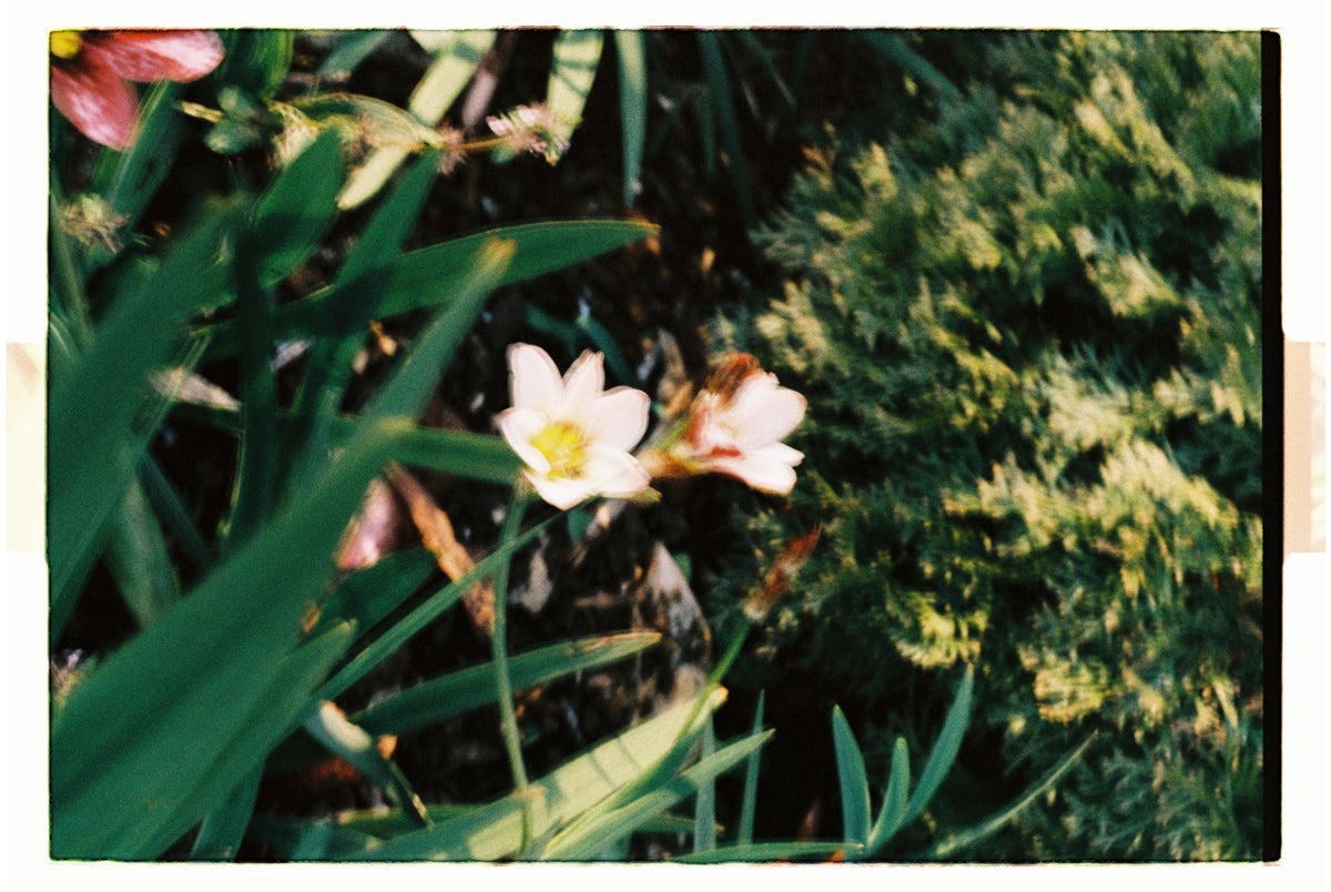 Minolta X-300