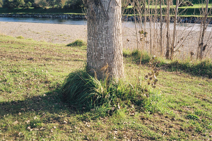 The Canonet SE 45mm f/1.9