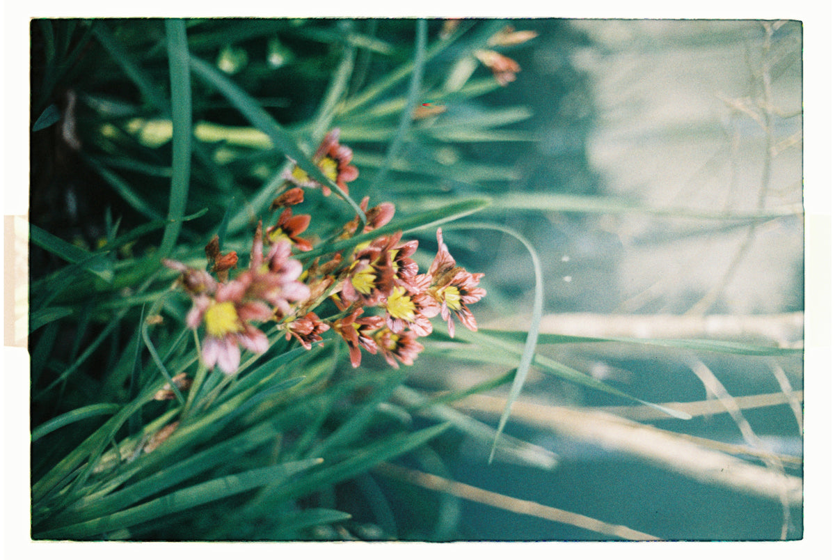 Minolta X-300