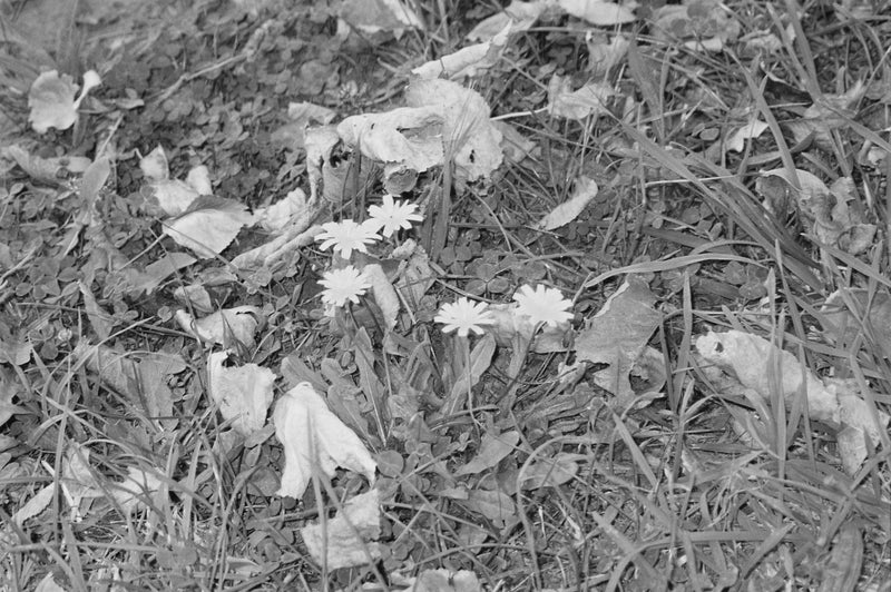 Sample photo shot on Olympus Superzoom 70G, frame 3