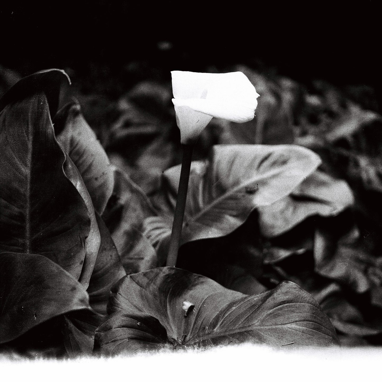 Yashica-Mat