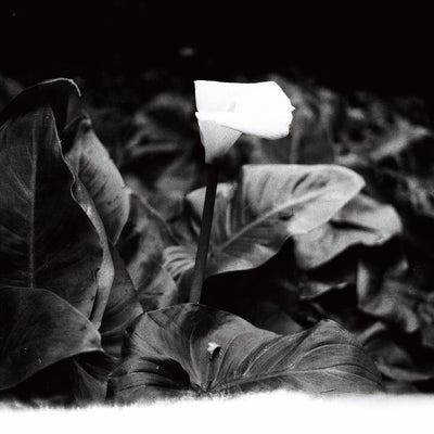 Sample photo shot on Yashica-Mat, frame 1