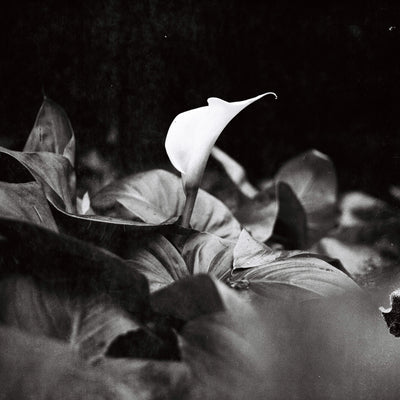 Sample photo shot on Yashica-Mat, frame 2