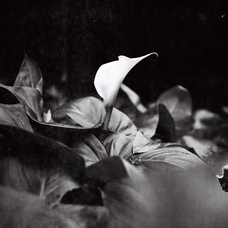 Sample photo shot on Yashica-Mat, frame 2