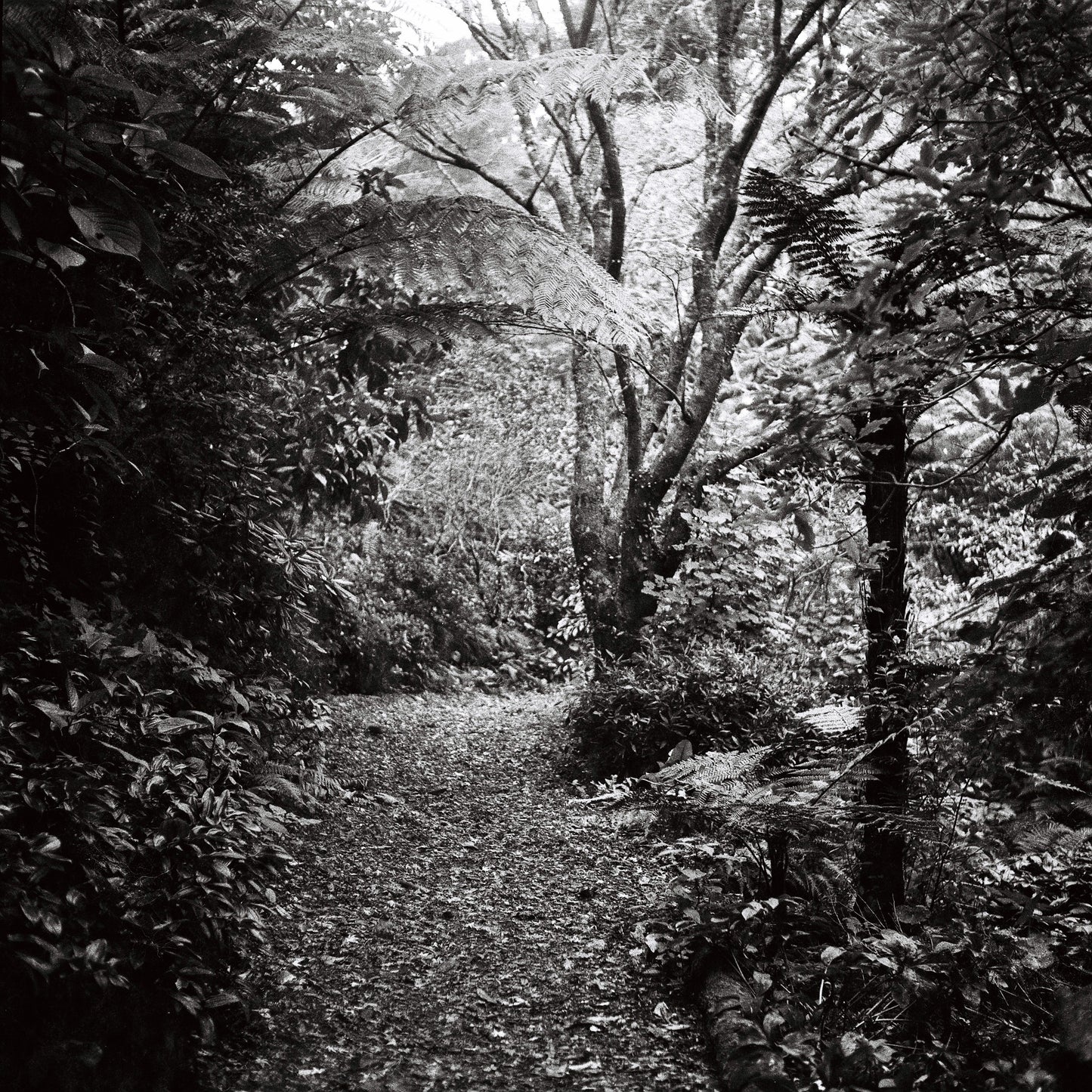 Yashica-Mat