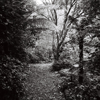 Sample photo shot on Yashica-Mat, frame 3