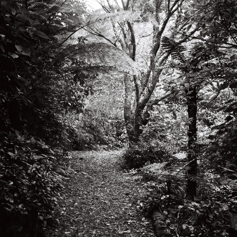 Sample photo shot on Yashica-Mat, frame 3