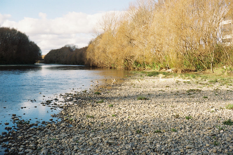 Sample photo shot on The Canonet SE 45mm f/1.9, frame 6